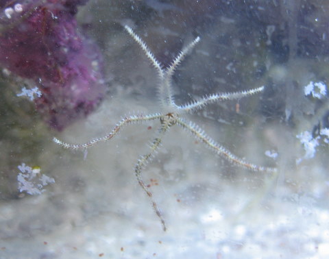 baby brittle starfish